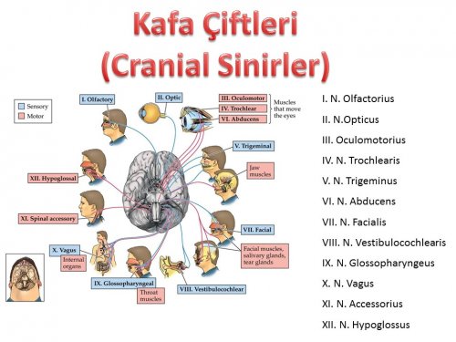 Sinir Sistemi Anatomisi Stanbul Elcerrahisi