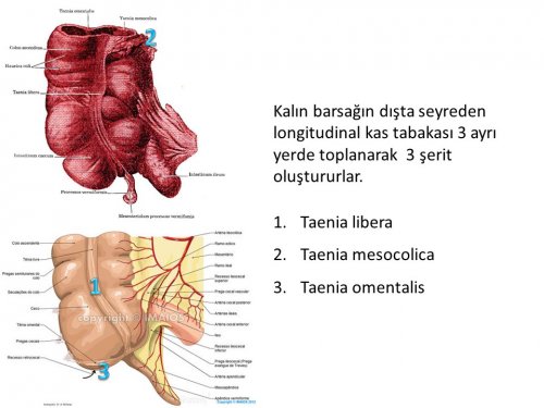 Sindirim Sistemi Anatomisi - Ä°stanbul Elcerrahisi