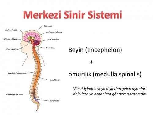 Sinir Sistemi Anatomisi - İstanbul Elcerrahisi