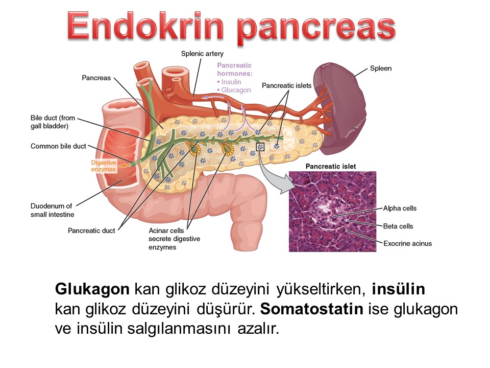 Sin el pancreas se puede vivir
